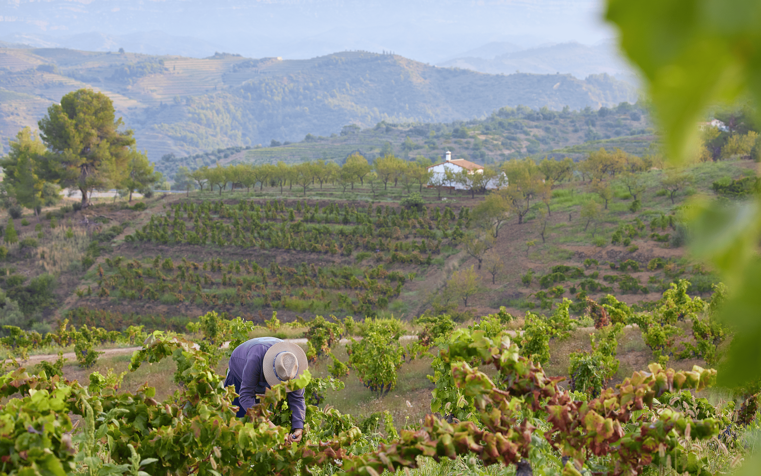 Finca Bancalets